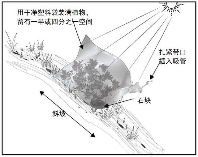 野外生存训练如何获得干净淡水？