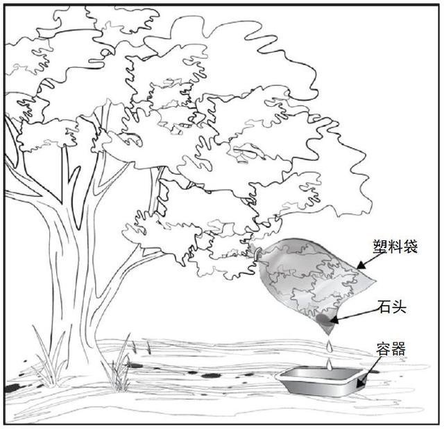 野外生存训练如何获得干净淡水？